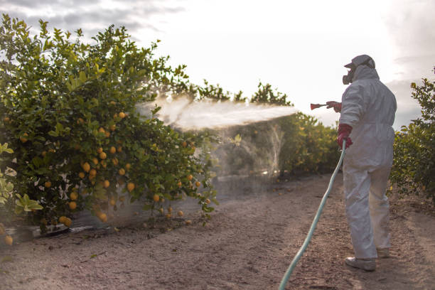 Flea Control Services in Garden Grove, FL